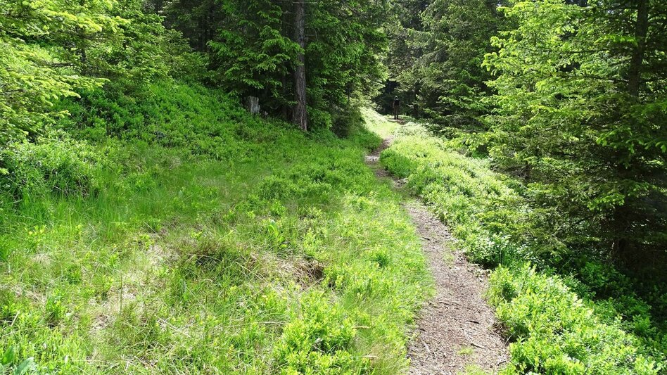 Wanderung Steinplan vom Oberkamper - Touren-Impression #2.8 | © Weges OG