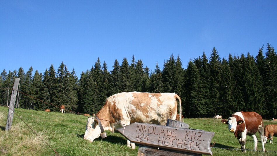 Wanderung Sommerberg - Hocheck - Malleistenalm - Touren-Impression #2.1 | © TV Hochsteiermark