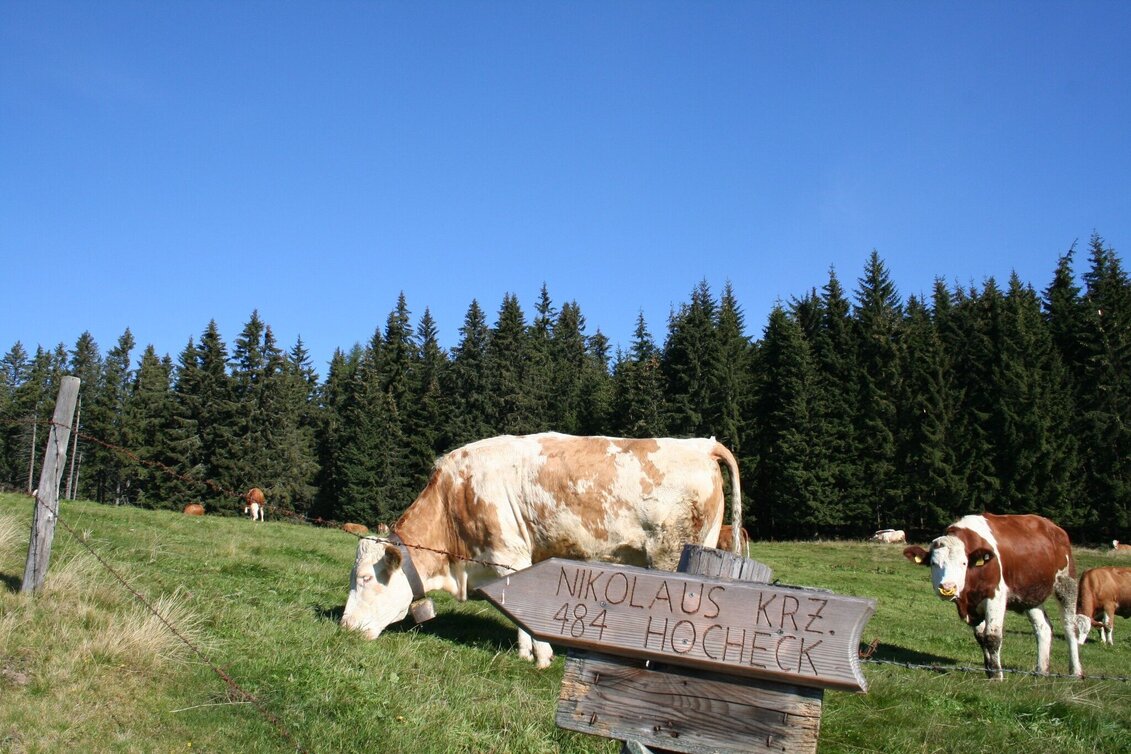 Wanderung Sommerberg - Hocheck - Malleistenalm - Touren-Impression #1 | © TV Hochsteiermark
