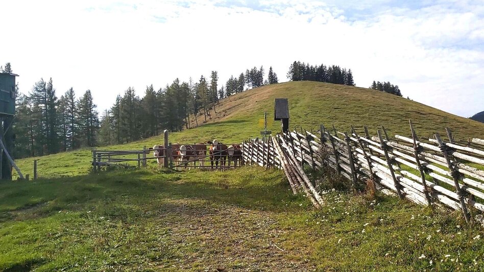 Hiking Route Gerler Round from the Nechnitz - Touren-Impression #2.17 | © Oststeiermark Tourismus