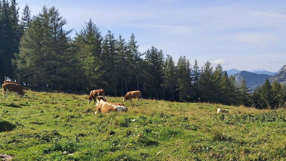 Hiking Route Gerler Round from the Nechnitz - Touren-Impression #2.14 | © Oststeiermark Tourismus