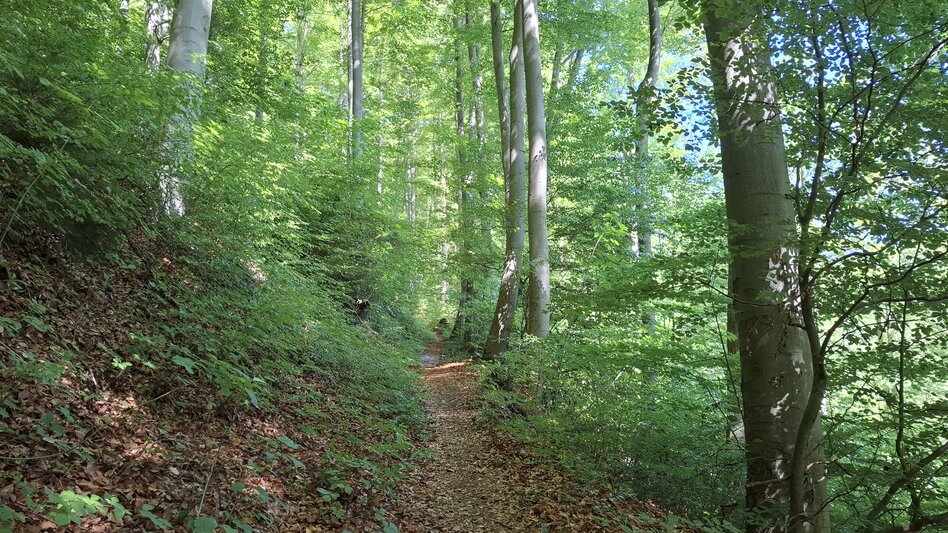 Wanderung Turnersteig (545) - Touren-Impression #2.3 | © Region Graz