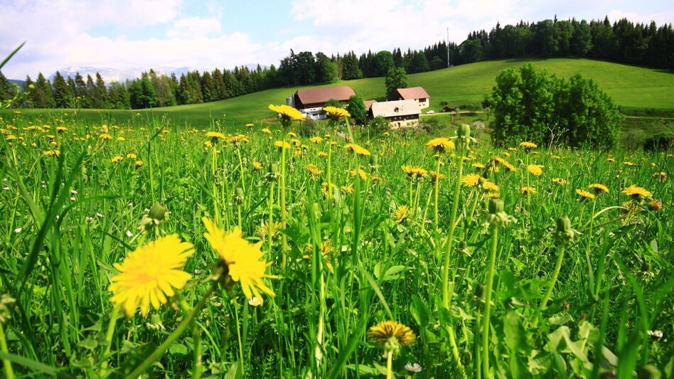 Wanderung Wanderung zur Hundskopfhütte - Touren-Impression #2.1 | © TV Hochsteiermark