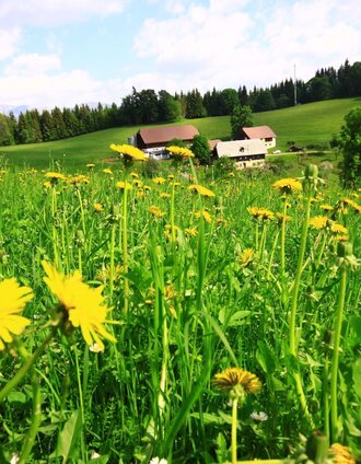 Der Bauernhof Hochreiter am Weg | Herbert Podbressnik | © TV Hochsteiermark
