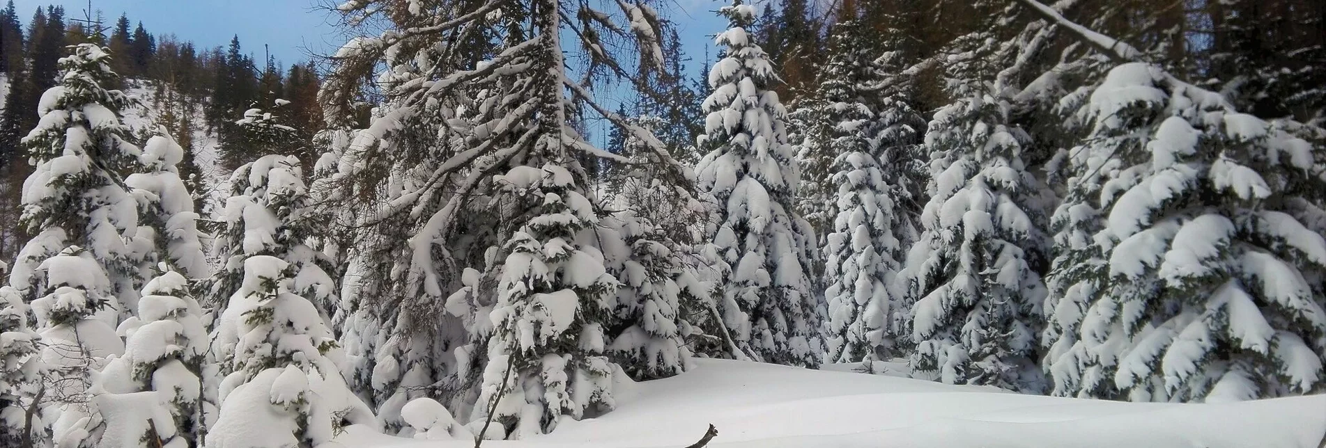 Snowshoe walking Auf Schneeschuhen zum Nikolokreuz - Touren-Impression #1 | © TV Hochsteiermark