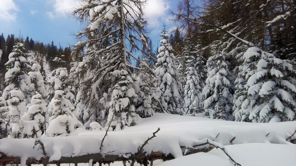 Snowshoe Walking Auf Schneeschuhen zum Waxriegelhaus - Touren-Impression #2.3 | © TV Hochsteiermark