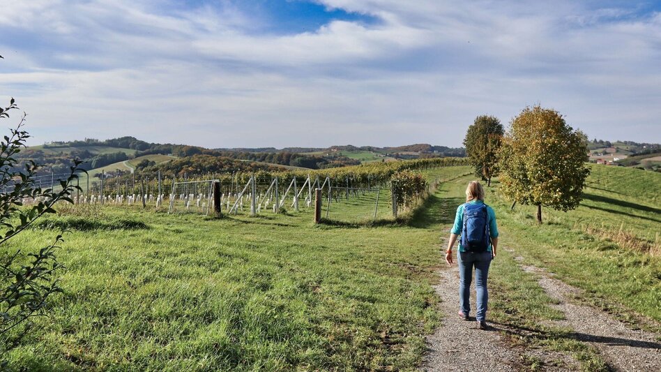Hiking Route Stick & Stone (Stock & Stein) - short variant "Wine Experience Trail" - Touren-Impression #2.7 | © Thermen- & Vulkanland