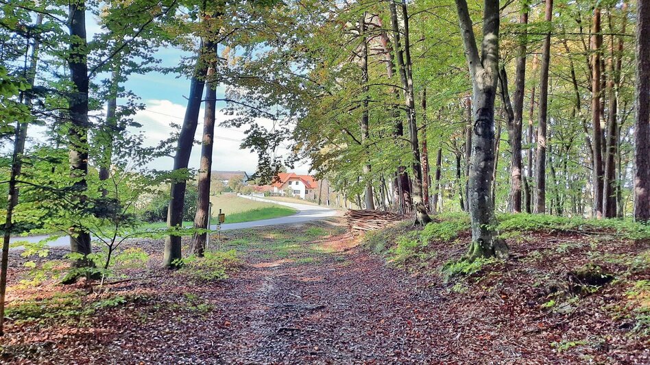 Hiking Route Stick & Stone (Stock & Stein) - short variant "Wine Experience Trail" - Touren-Impression #2.9 | © Thermen- & Vulkanland