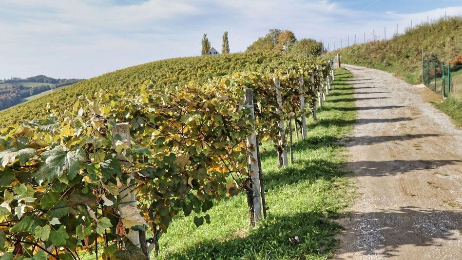 Hiking Route Stick & Stone (Stock & Stein) - short variant "Wine Experience Trail" - Touren-Impression #2.10 | © Thermen- & Vulkanland