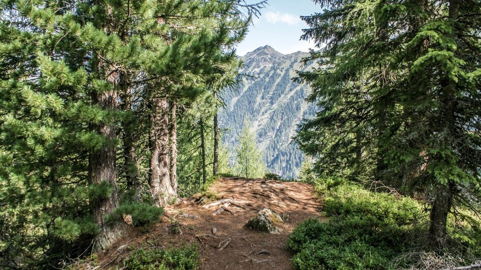 Trail Running Neualm Trail - Touren-Impression #2.1 | © Tourismusverband Schladming