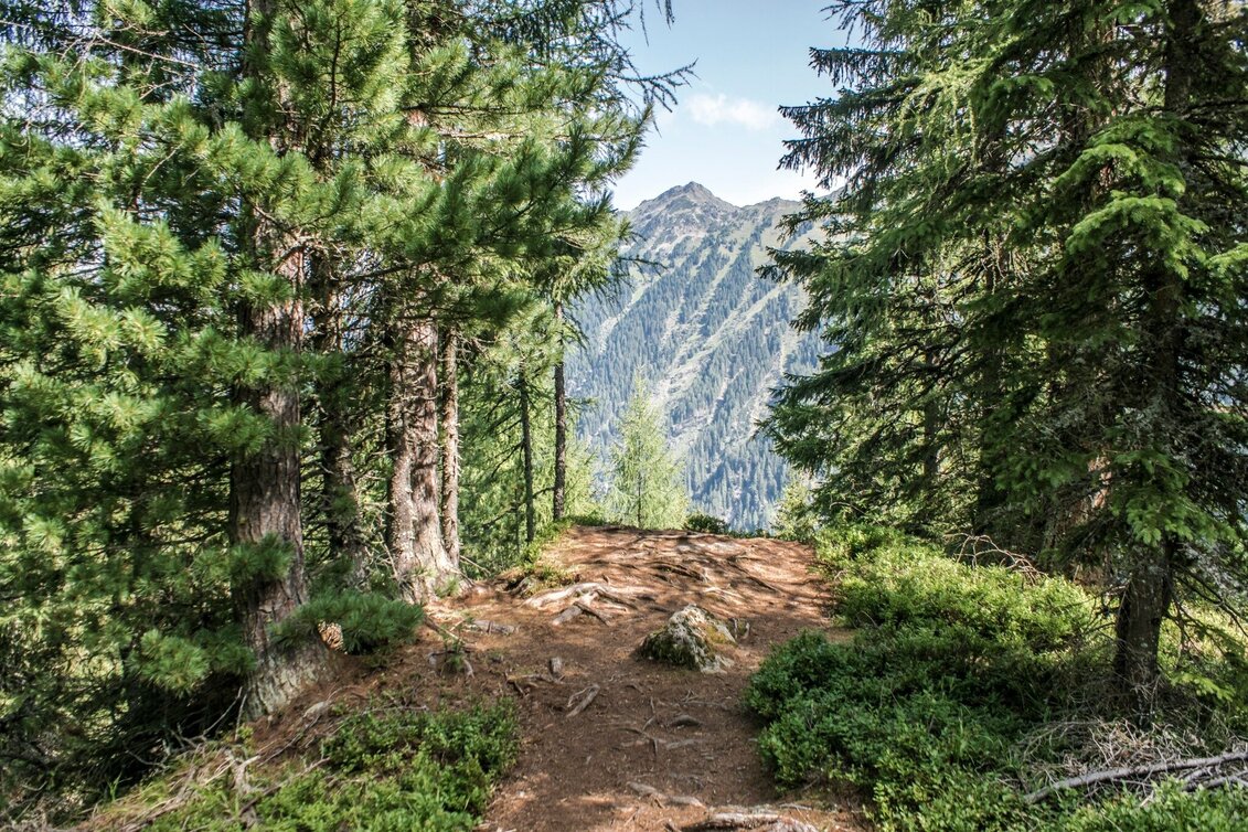 Trail Running Neualm Trail - Touren-Impression #1 | © Tourismusverband Schladming