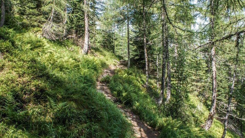Trail Running Neualm Trail - Touren-Impression #2.2 | © Gerhard Pilz