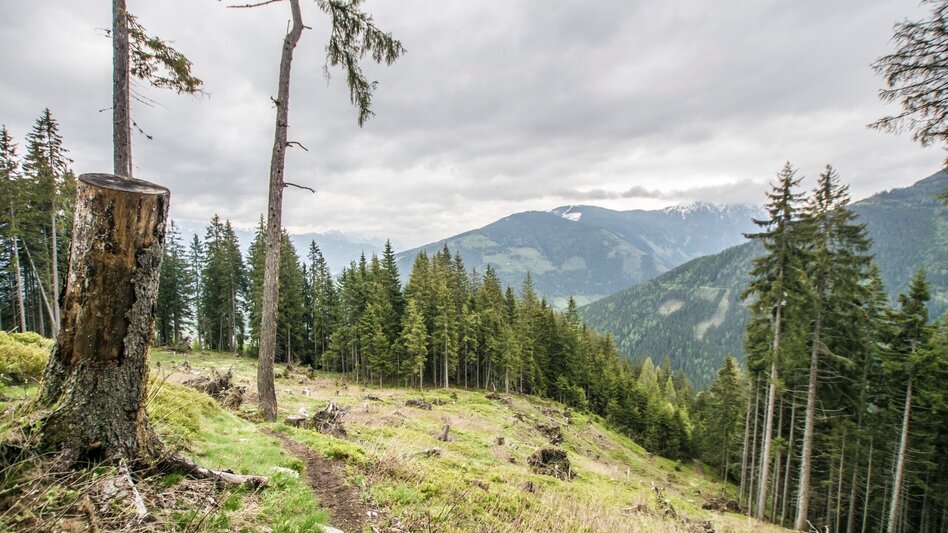 Trail Running Laubschachen Trail - Touren-Impression #2.5 | © Gerhard Pilz