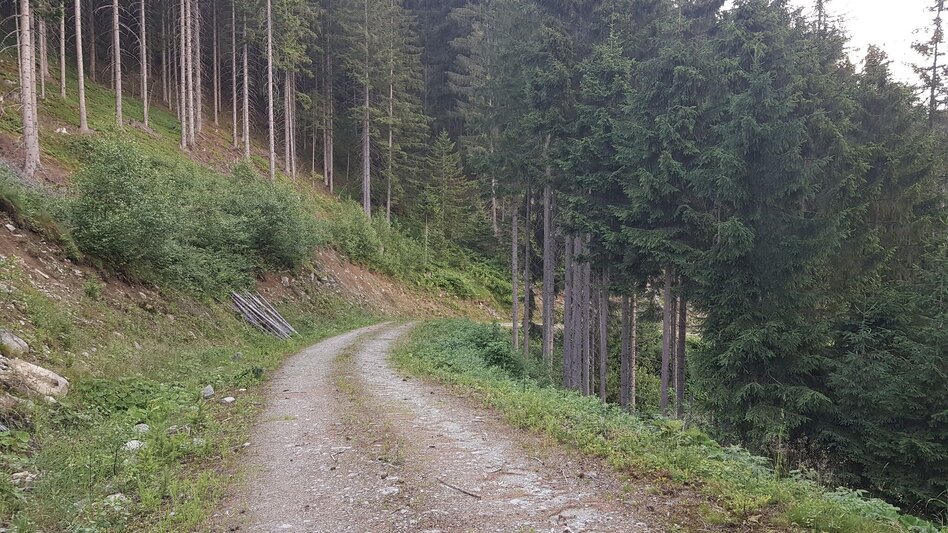 Trailrunning Rohrmoos Laufrunde - Touren-Impression #2.4 | © Gerhard Pilz