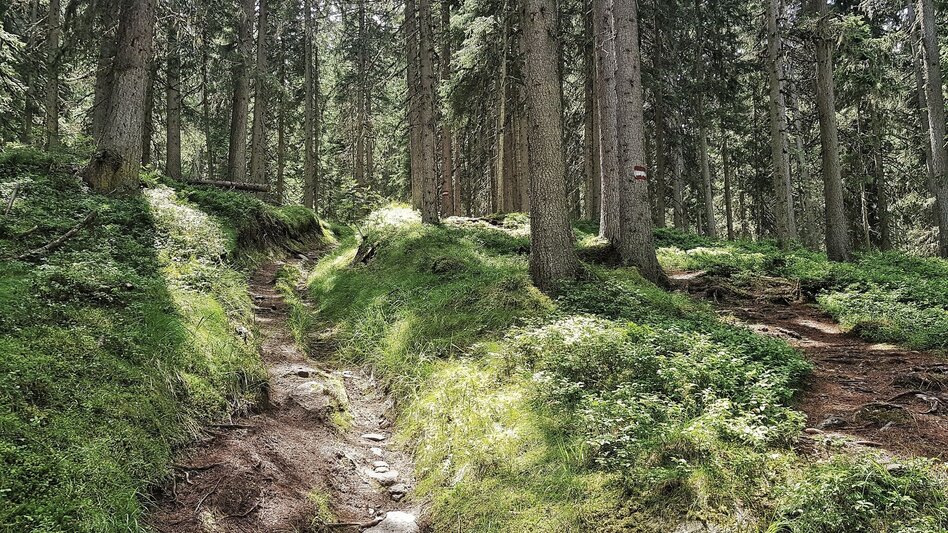 Trailrunning Hochwurzen Trail - Touren-Impression #2.3 | © Gerhard Pilz