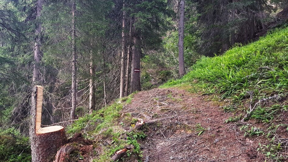 Trailrunning Hochwurzen Trail - Touren-Impression #2.6 | © Gerhard Pilz