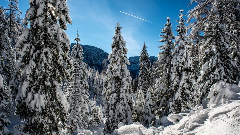 Schneeschuhwandern Auf die Goss in Hinterwildalpen - Touren-Impression #2.3 | © TV Gesäuse