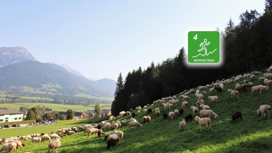 Trailrunning Gumpenberg Trail (Nr. 4) - Touren-Impression #2.2 | © Erlebnisregion Schladming-Dachstein