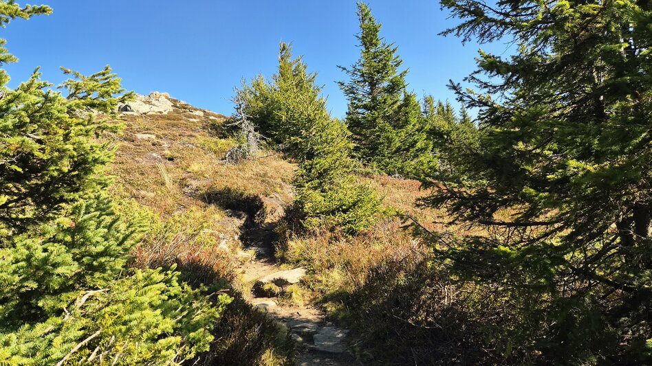 Wanderung Rundwanderung auf der Terenbachalm - Touren-Impression #2.5 | © Region Graz