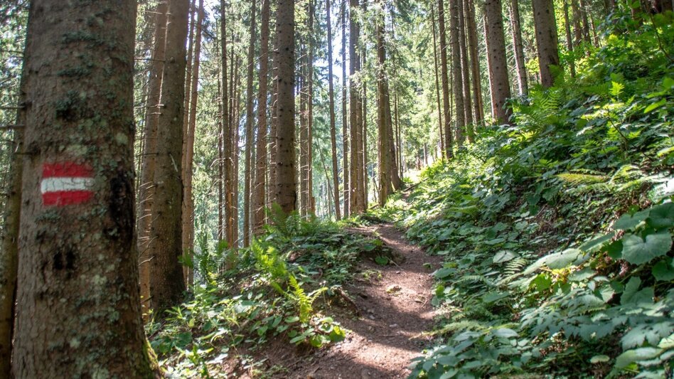 Themed Nature Trail Copper Path Johnsbach - Touren-Impression #2.4 | © TV Gesäuse