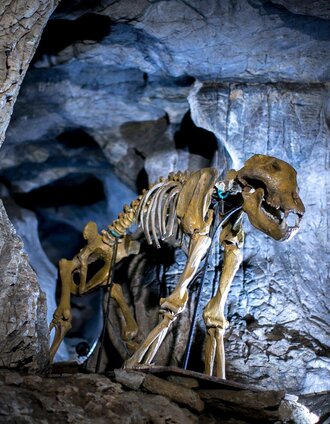 Höhlenbär in der Lurgrotte Peggau | © Region Graz - Tom Lamm