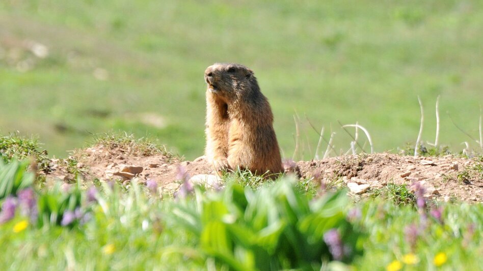 Hiking Route Marmot hike - Touren-Impression #2.1 | © TV ERZBERG LAND