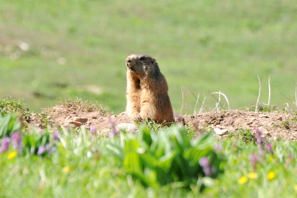 Hiking Route Marmot hike - Touren-Impression #1 | © TV ERZBERG LAND