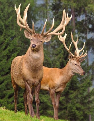 Wild | Katharina Wassler | © TVB Erzberg-Leoben