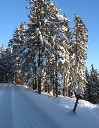 Wanderloipe am Teufelstein in Fischbach_Fischbach_ Oststeiermark | Johann Zink | © Tourismus Fischbach