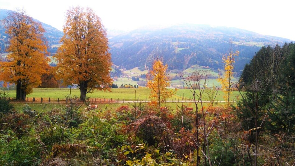 Trail Running Birnberg Trail (No. 3) - Touren-Impression #2.2 | © TVB Haus-Aich-Gössenberg