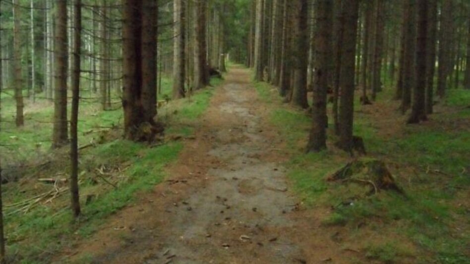 Wanderung Waldwanderung: Altes Almhaus - St. Hemma - Touren-Impression #2.1 | © TV Lipizzanerheimat