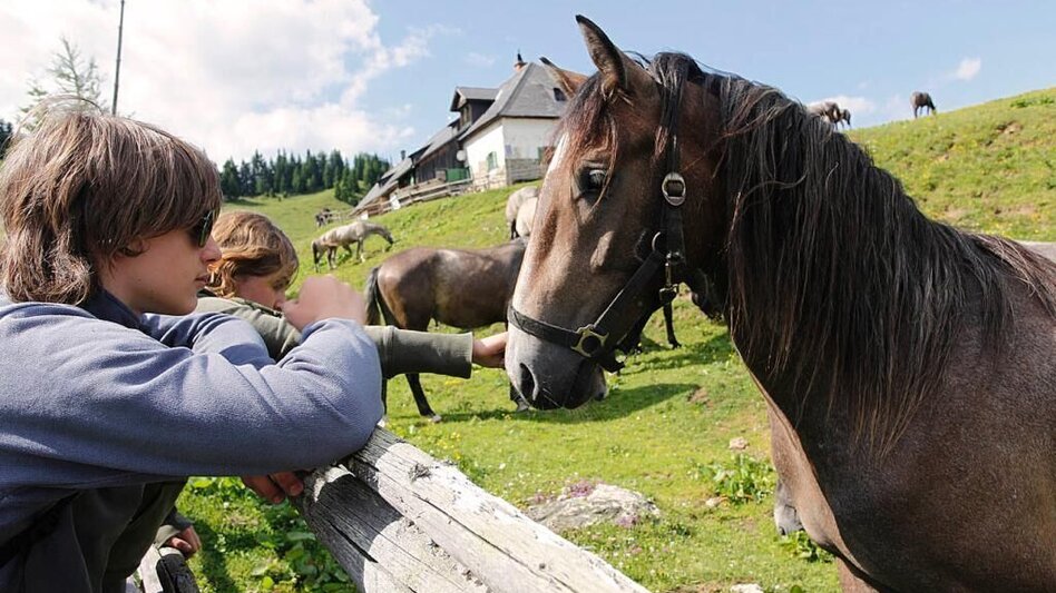 Wanderung Waldwanderung: Altes Almhaus - St. Hemma - Touren-Impression #2.5 | © TV Lipizzanerheimat