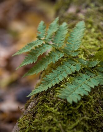Farn im Wald | J. Rath | © Kurkommission Bad Blumau