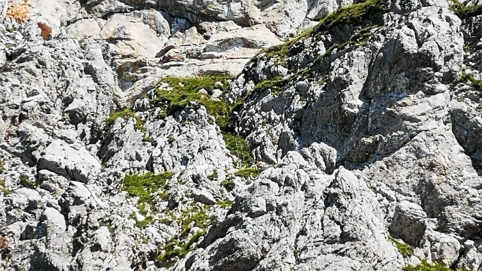 Via Ferrata Kleine Reißtalersteig - Runde auf die Rax im Naturpark Mürzer Oberland - Touren-Impression #2.4 | © TV Hochsteiermark