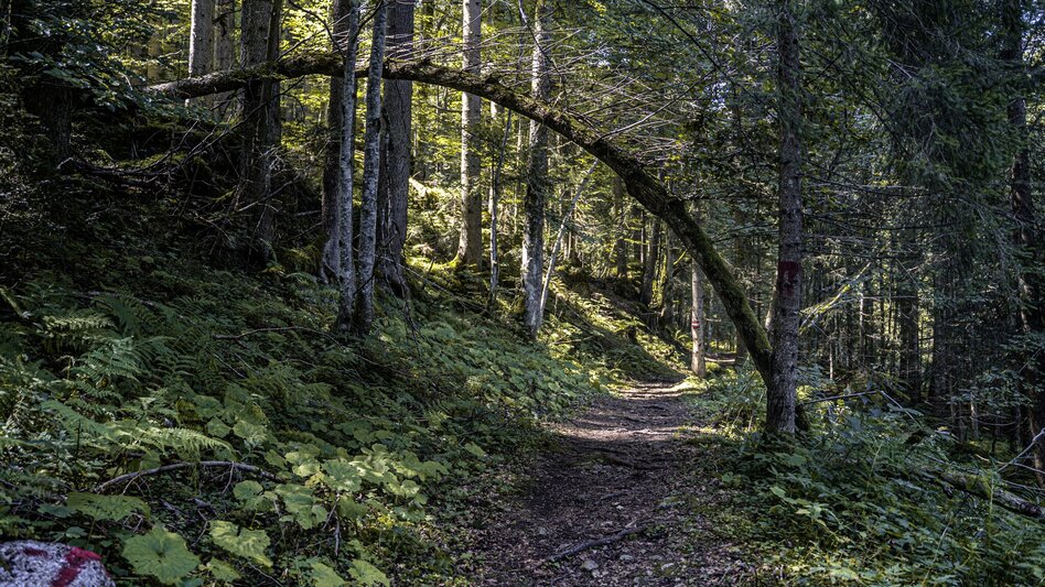 Trail Running Spechtenlake-Trail - Touren-Impression #2.10