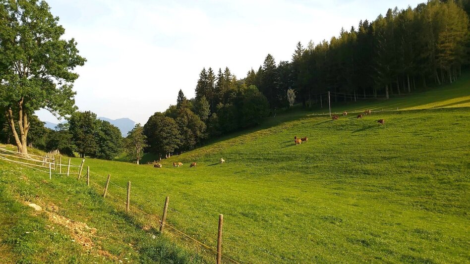 Wanderung Sulberg-Runde, Nechnitz - Touren-Impression #2.13 | © Oststeiermark Tourismus
