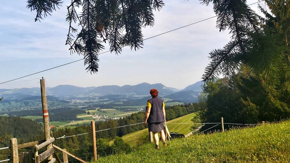 Wanderung Sulberg-Runde, Nechnitz - Touren-Impression #2.8 | © Oststeiermark Tourismus