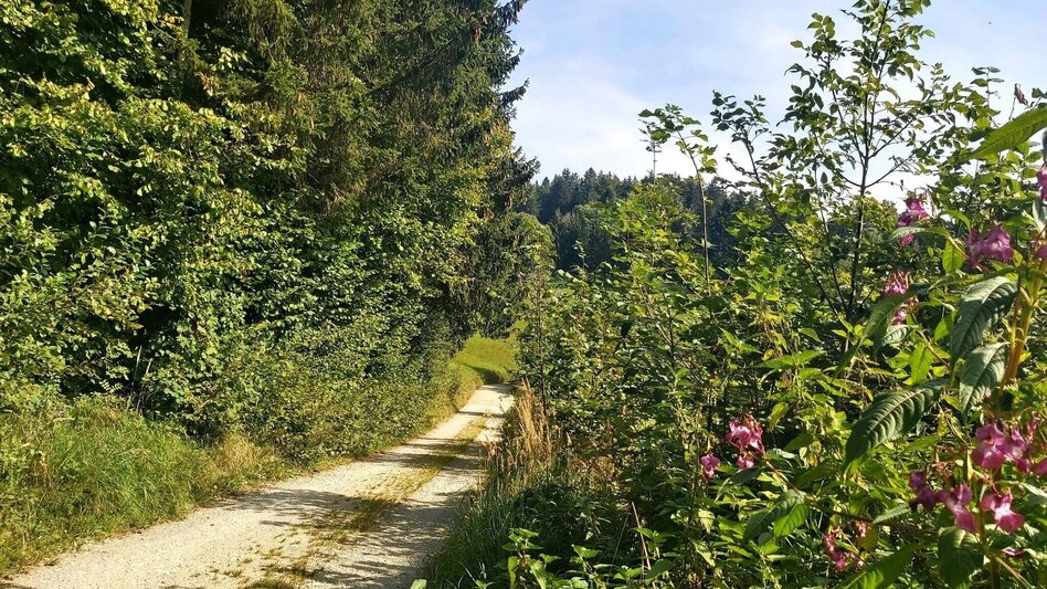 Wanderung Sulberg-Runde, Nechnitz - Touren-Impression #2.5 | © Oststeiermark Tourismus