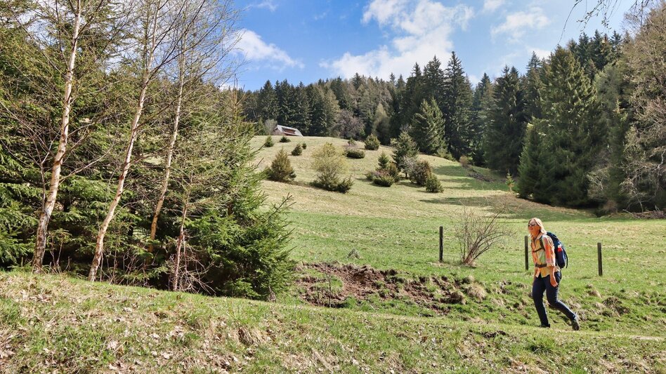 Hiking Route Habring via Nußmoaralm - Touren-Impression #2.6 | © Weges OG