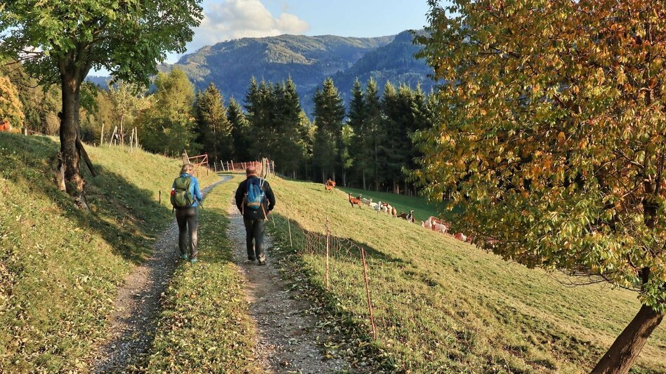 Wanderung Rauchstubenweg St. Georgen ob Judenburg - Touren-Impression #2.13 | © Weges OG