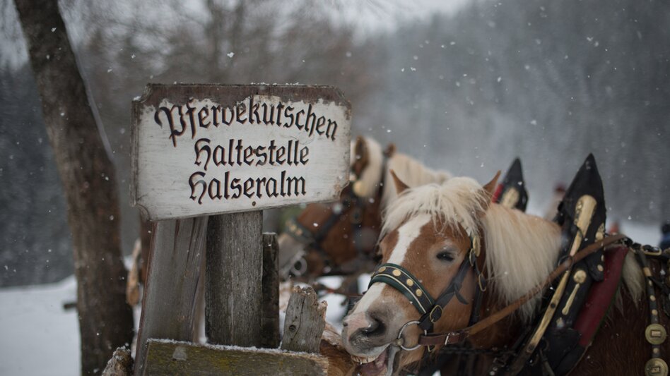 Pferdeschlitten Pferdeschlittentour Oberhorner-Halseralm - Touren-Impression #2.2 | © TVB Schladming