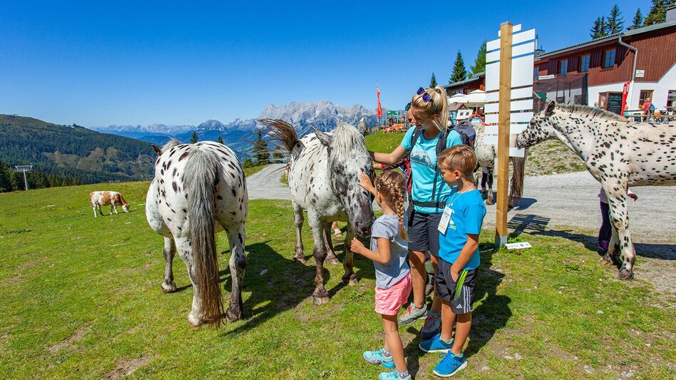 Wanderung Kinder-Erlebnisweg am Hauser Kaibling - Touren-Impression #2.4 | © Hauser Kaibling