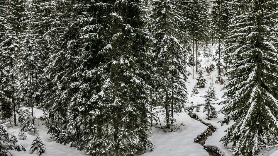 Schneeschuhwandern Siebensee - Touren-Impression #2.10 | © TV Gesäuse