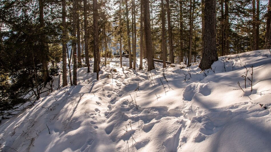 Schneeschuhwandern Lerchgraben Wildalpen - Touren-Impression #2.4 | © TV Gesäuse