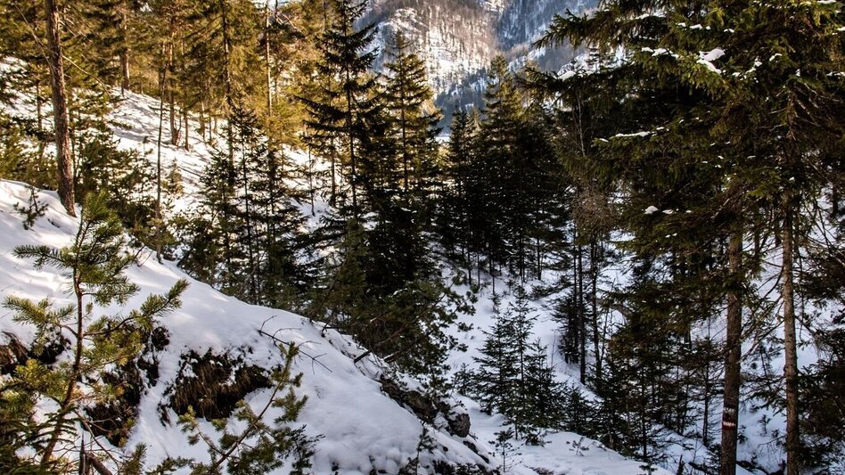 Schneeschuhwandern Lerchgraben Wildalpen - Touren-Impression #2.7 | © TV Gesäuse