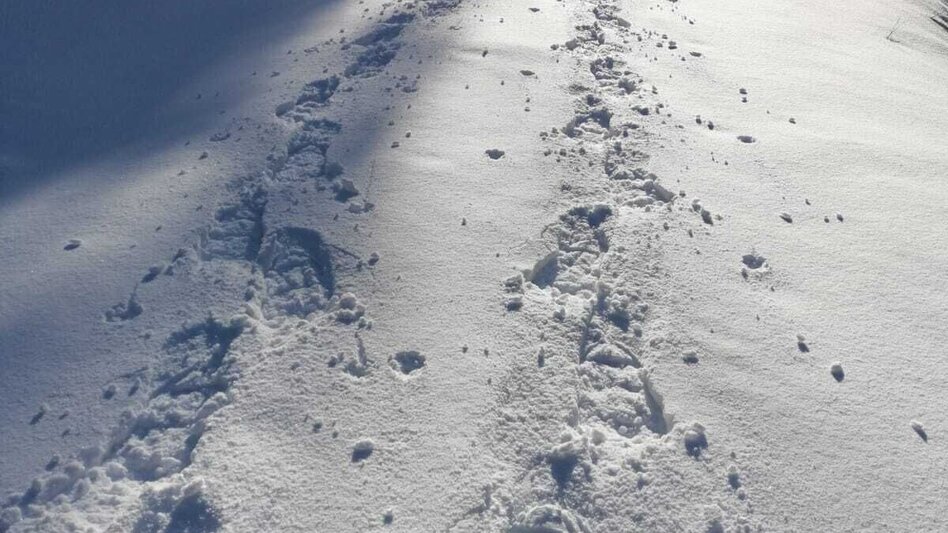 Schneeschuhwandern Hinterwildalpen  Lurgrunde - Touren-Impression #2.3 | © TV Gesäuse