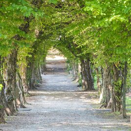 Schlosspark Pöllau: Allee | © Oststeiermark Tourismus