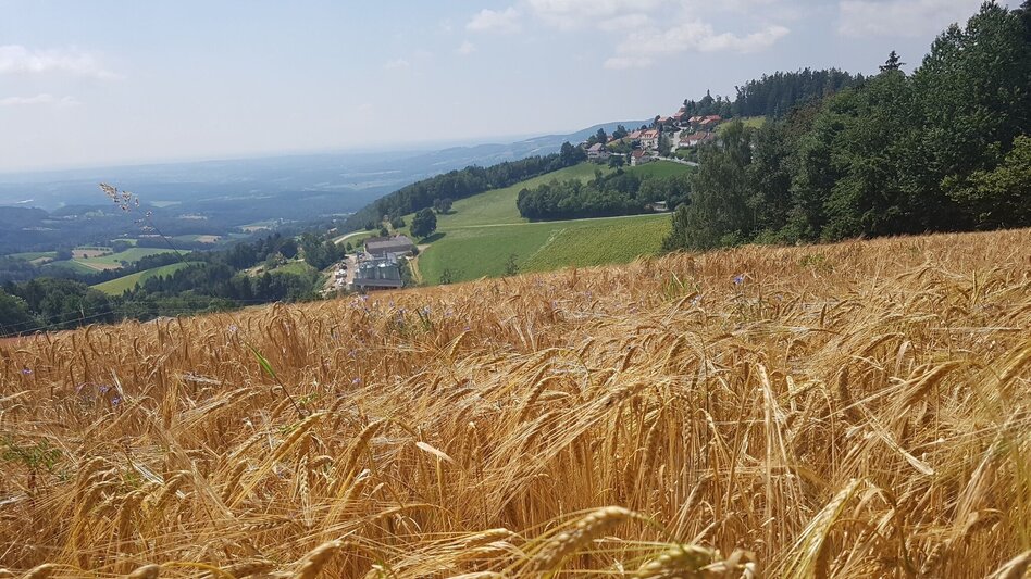 Hiking Route Masenberg via Schwaig, Pöllauberg - Touren-Impression #2.4 | © Oststeiermark Tourismus