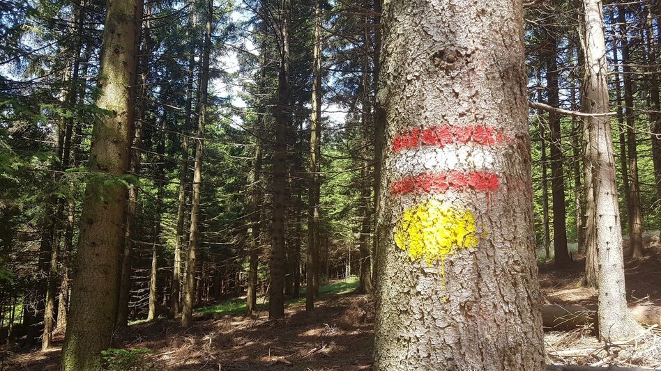 Hiking Route Masenberg via Schwaig, Pöllauberg - Touren-Impression #2.6 | © Oststeiermark Tourismus