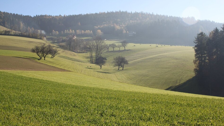 Wanderung Pöllauberg-Runde über Masenberg und Schloffereck, Pöllauberg - Touren-Impression #2.7 | © Oststeiermark Tourismus